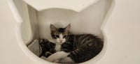 Cat 27746 (Jasper) - Photo 1