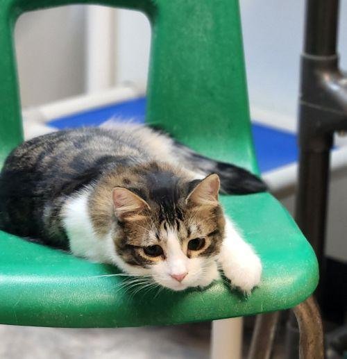 CAT 27746 (JASPER) - Maine Coon available for adoption