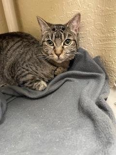 LEAFEON - Tabby available for adoption