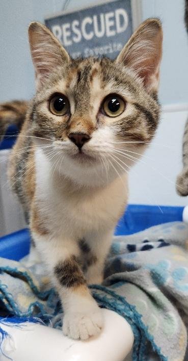 KITTEN 28002 (KATNISS) - Calico available for adoption
