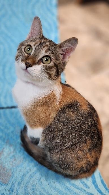 Kitten 28002 (Katniss) Image