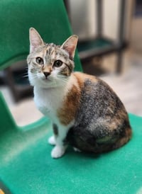 Kitten 28002 (Katniss) - Photo 4