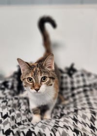 Kitten 28002 (Katniss) - Photo 3