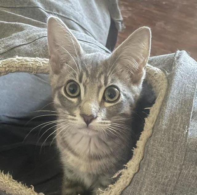Alfie Image
