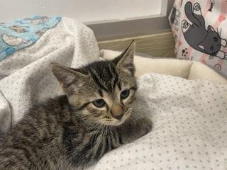 MIO - Tabby available for adoption