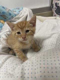 CARAMEL - Tabby available for adoption
