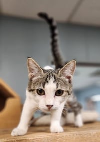 Kitten 28004 (Freckles) - Photo 2