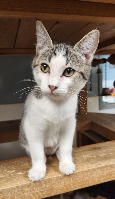 KITTEN 28004 (FRECKLES) - Tabby available for adoption