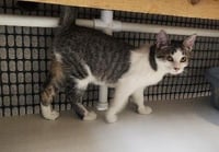 Kitten 28004 (Freckles) - Photo 3