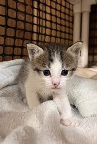 Kitten 28004 (Freckles) - Photo 4