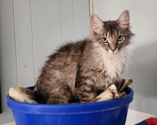 MOM CAT 27755 (STORMI) - Maine Coon available for adoption