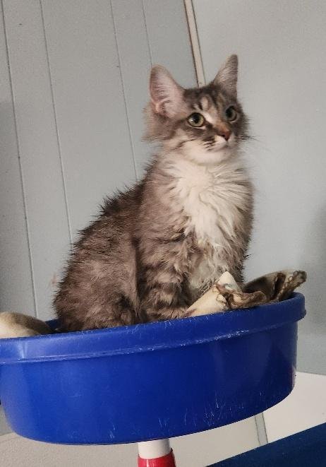 MOM CAT 27755 (STORMI) - Maine Coon available for adoption