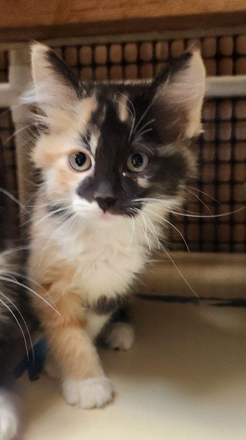 KITTEN 27767 (ELENA) - Calico available for adoption