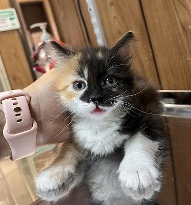 KITTEN 27767 (ELENA) - Calico available for adoption