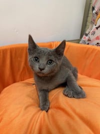 Kitten 28112 (Bubbles) - Photo 2