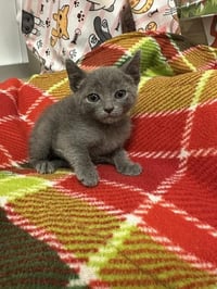 Kitten 28112 (Bubbles) - Photo 3