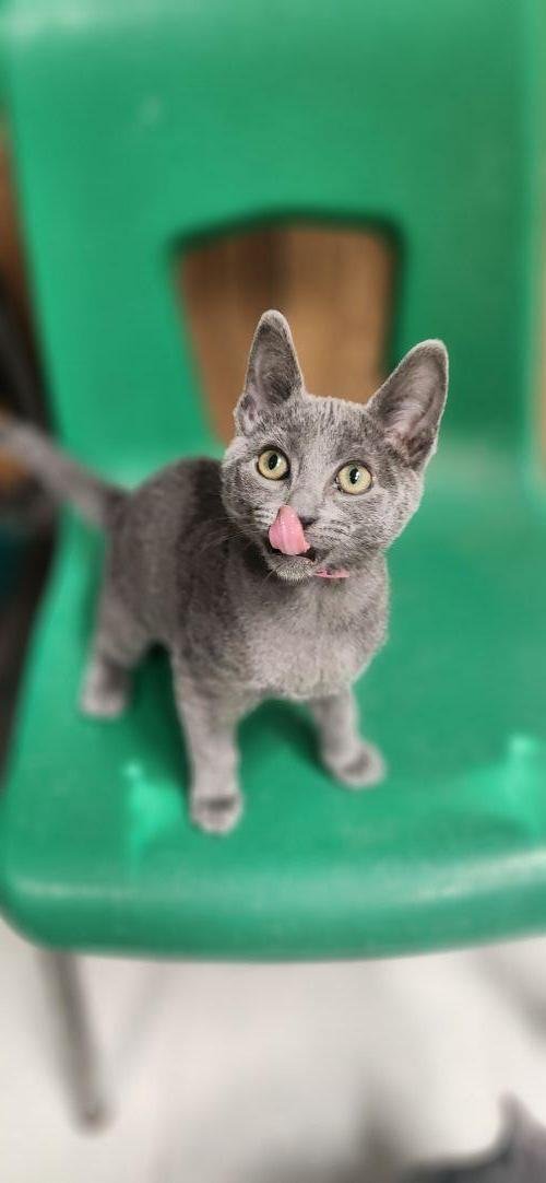 KITTEN 28112 (BUBBLES) - Russian Blue available for adoption