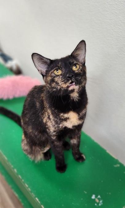 MOM CAT 27594 (KALEIDOSCOPE) - Tortoiseshell for adoption in Fresno