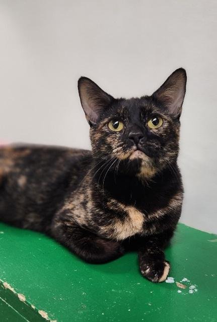 MOM CAT 27594 (KALEIDOSCOPE) - Tortoiseshell available for adoption
