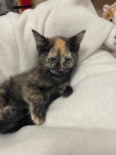 COOKIE - Tortoiseshell available for adoption