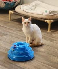 CAT 27520 (SAMANTHA) - Siamese for adoption in Fresno