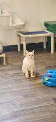 CAT 27520 (SAMANTHA) - Siamese available for adoption