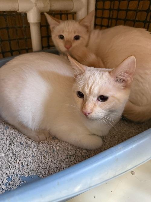 Cat 27520 (Samantha) - Photo 3