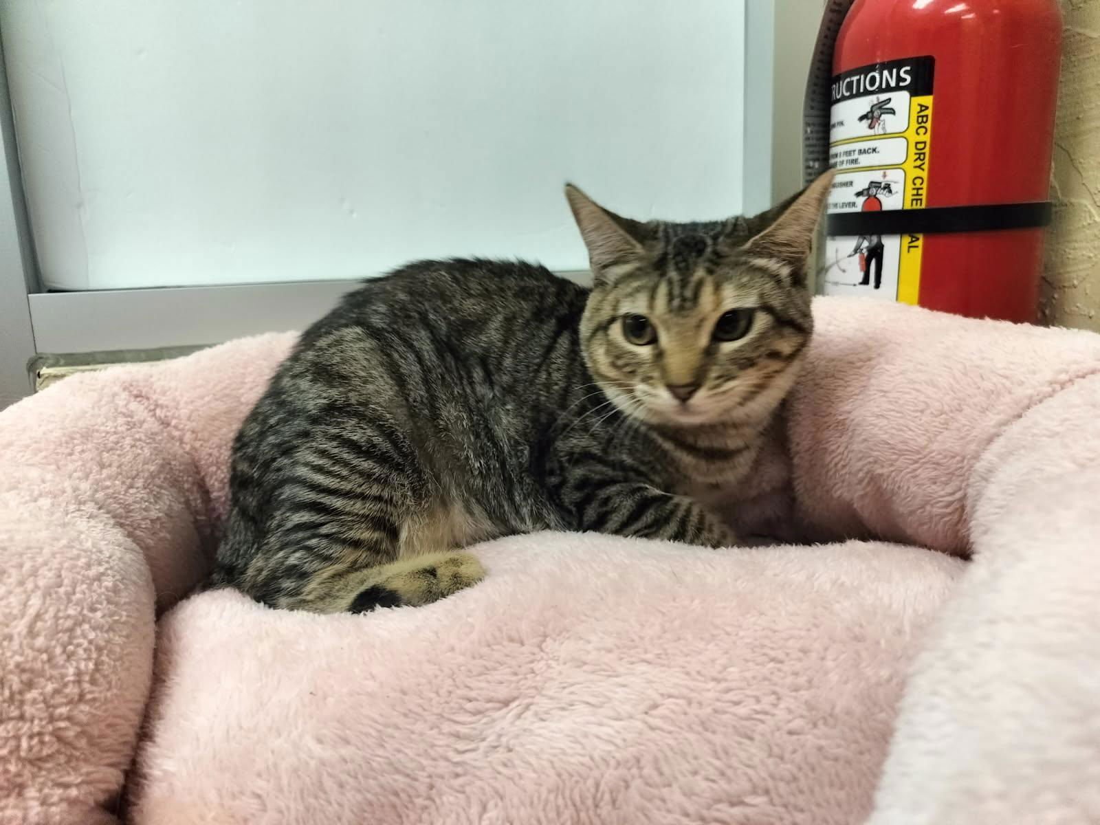 OCTAVIA - Tabby available for adoption