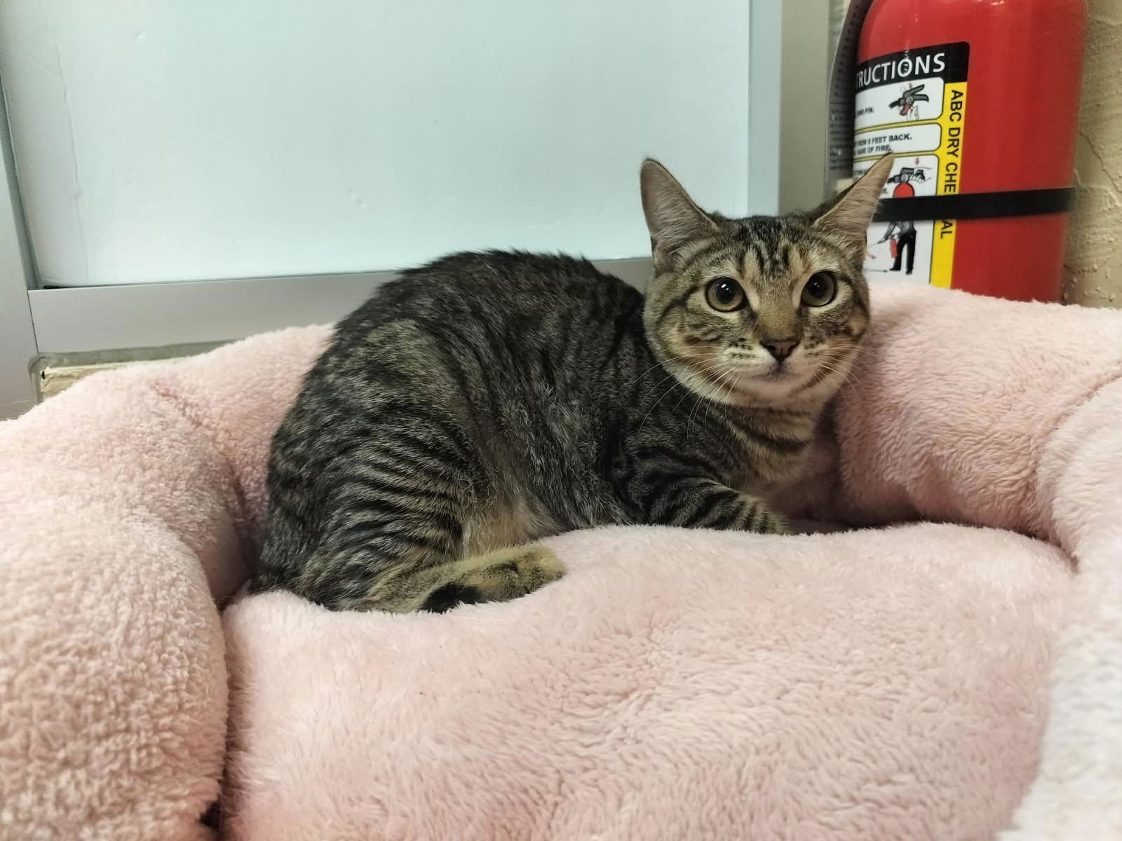 OCTAVIA - Tabby available for adoption