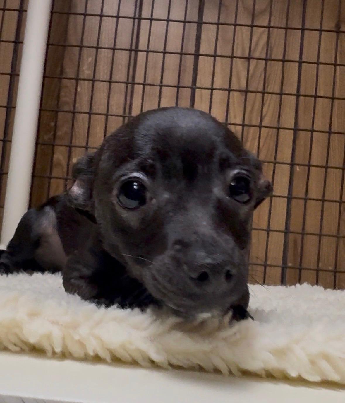PUP 27472 (MOLLY) - Chihuahua available for adoption