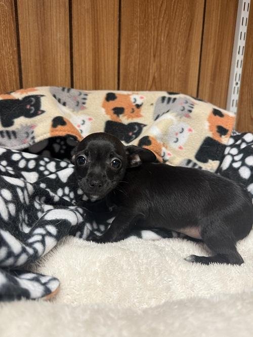 PUP 27472 (MOLLY) - Chihuahua available for adoption