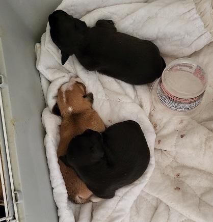 Pup 27472 (Molly) - Photo 4