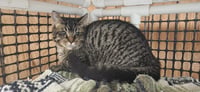 Cat 27617 (Quesadilla) - Photo 1