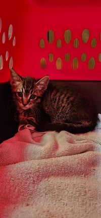 Cat 27617 (Quesadilla) - Photo 2