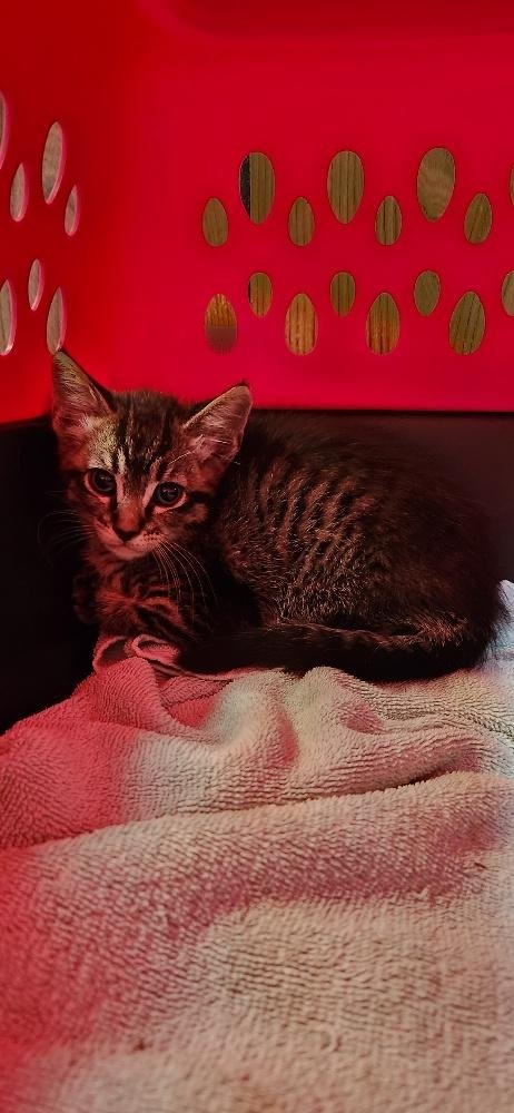 CAT 27617 (QUESADILLA) - Tabby available for adoption