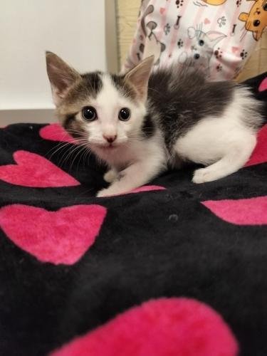 ALLIE - Tabby for adoption in Visalia