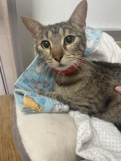MIA - Tabby available for adoption