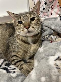MIA - Tabby available for adoption