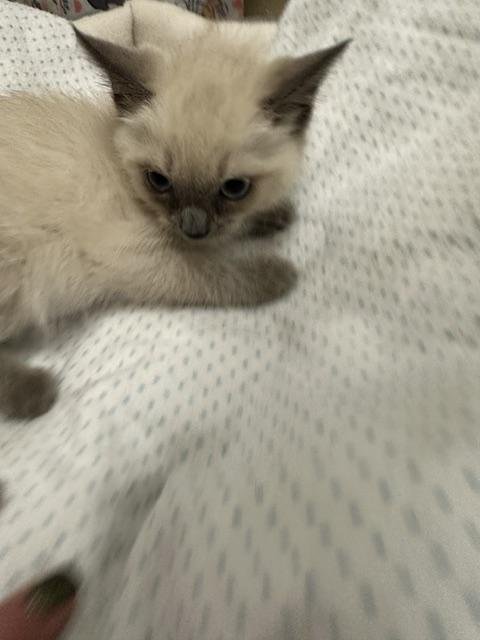 AMBROSIA - Siamese available for adoption