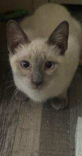 AMBROSIA - Siamese available for adoption