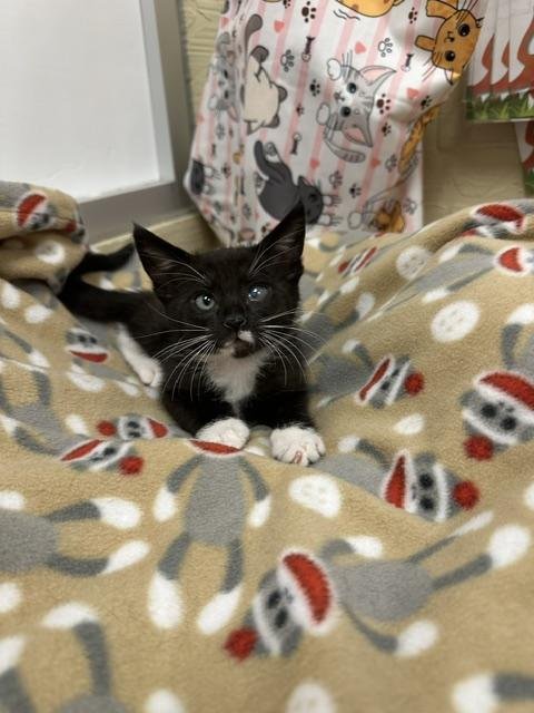 BRANDEE - Domestic Short Hair for adoption in Fresno