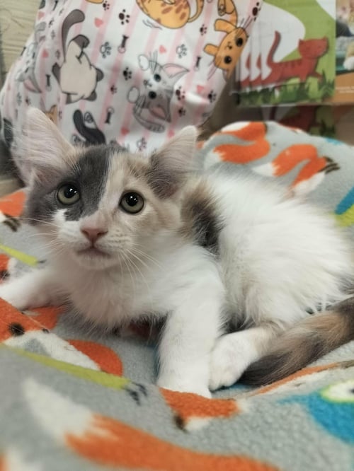 ZURI - Dilute Calico / Domestic Medium Hair available for adoption
