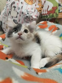 Zuri - Photo 3