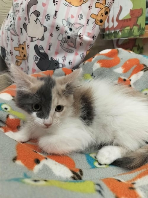 ZURI - Dilute Calico / Domestic Medium Hair available for adoption
