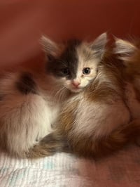 Zuri - Photo 4