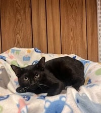 Kitten 27921 (Turbo) - Photo 4