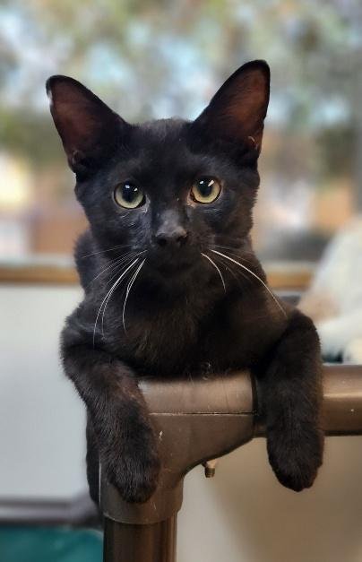 KITTEN 27921 (TURBO) - Domestic Short Hair available for adoption