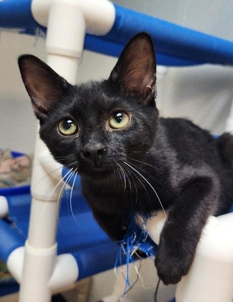 KITTEN 27921 (TURBO) - Domestic Short Hair available for adoption