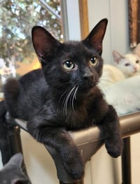 Kitten 27921 (Turbo) - Photo 3