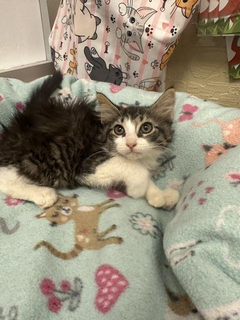 BEANS - Tabby / Maine Coon available for adoption